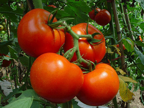 西紅柿種植基地